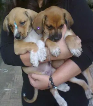 Cachorro raça SRD idade 2 a 6 meses nome Filhotes
