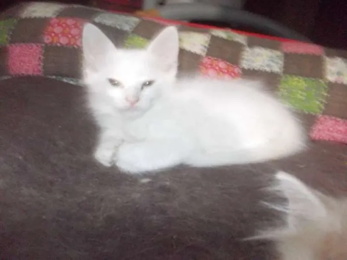 Gato ra a  idade 2 a 6 meses nome Gatinhas lindas