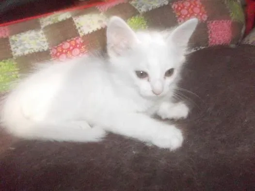 Gato ra a  idade 2 a 6 meses nome Gatinhas lindas