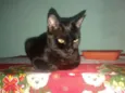 AMORA