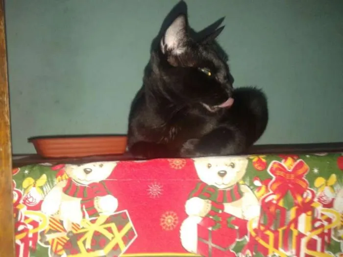Gato ra a SRD idade 1 ano nome AMORA
