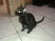 AMORA
