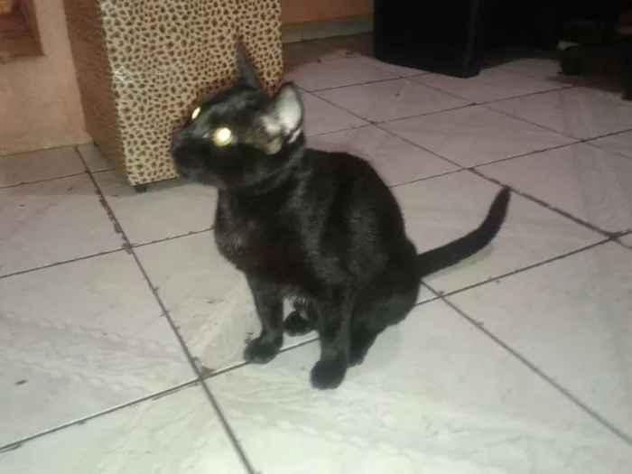 Gato ra a SRD idade 1 ano nome AMORA