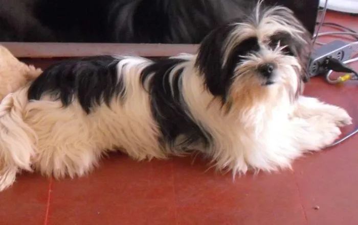 Cachorro ra a Lhasa Apso idade 7 a 11 meses nome Priscila GRATIFICA