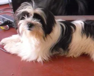 Cachorro raça Lhasa Apso idade 7 a 11 meses nome Priscila GRATIFICA