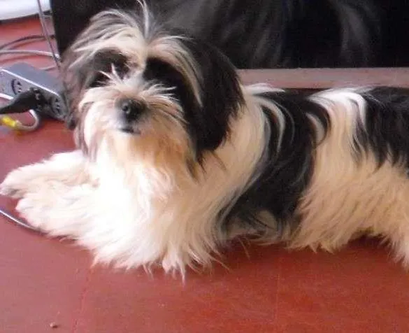 Cachorro ra a Lhasa Apso idade 7 a 11 meses nome Priscila GRATIFICA