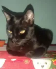AMORA