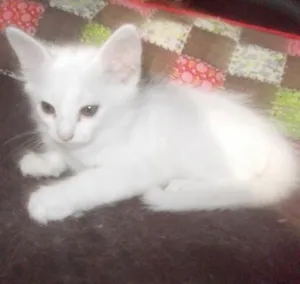 Gato raça  idade 2 a 6 meses nome Gatinhas lindas