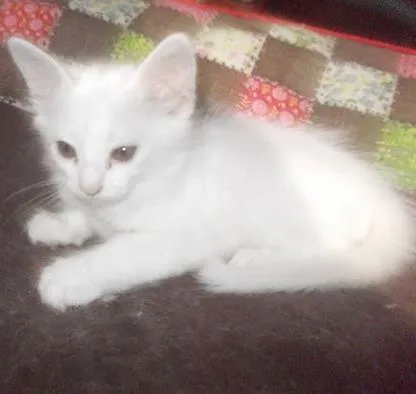 Gato ra a  idade 2 a 6 meses nome Gatinhas lindas