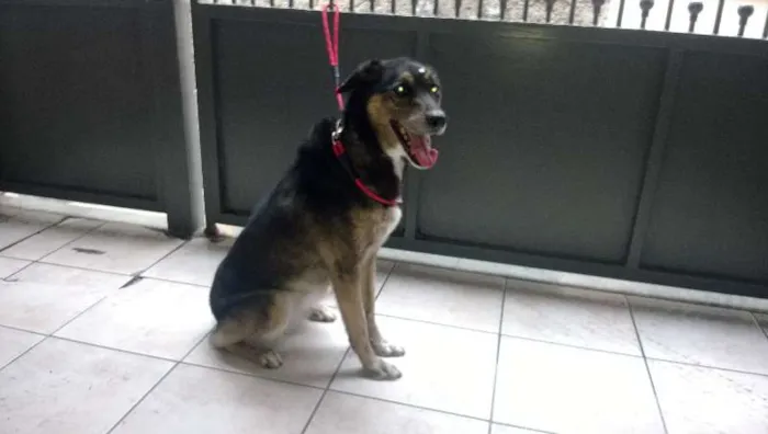Cachorro ra a  idade 6 ou mais anos nome KIKA
