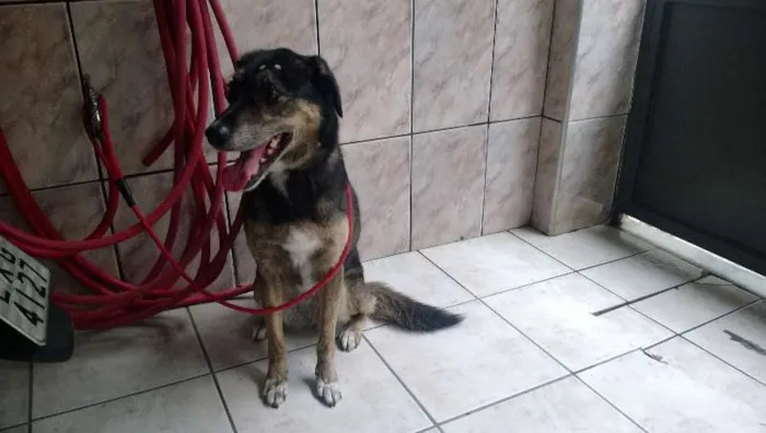 Cachorro ra a  idade 6 ou mais anos nome KIKA