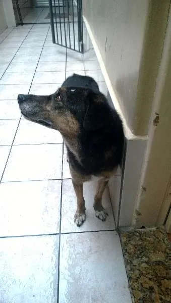 Cachorro ra a  idade 6 ou mais anos nome KIKA