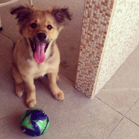 Cachorro ra a SRD idade 2 a 6 meses nome Tonico