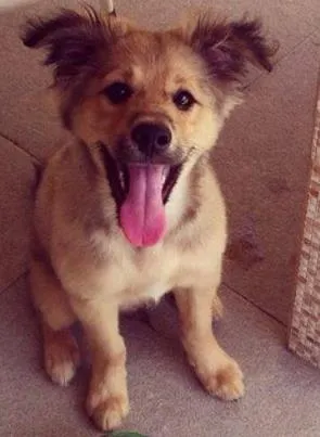 Cachorro raça SRD idade 2 a 6 meses nome Tonico