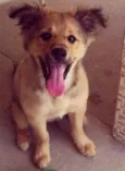 Tonico