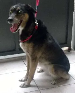 Cachorro ra a  idade 6 ou mais anos nome KIKA