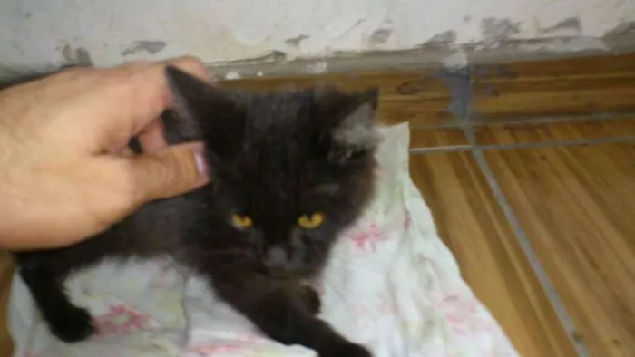 Gato ra a nao idade Abaixo de 2 meses nome nao