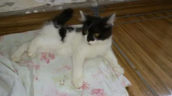 Gato ra a nao idade Abaixo de 2 meses nome nao