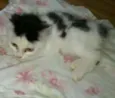nao