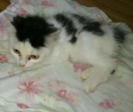 Gato ra a nao idade Abaixo de 2 meses nome nao