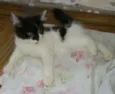 nao