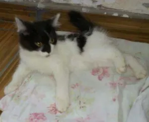 Gato raça nao idade Abaixo de 2 meses nome nao