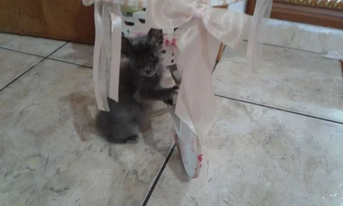 Gato ra a SRD idade Abaixo de 2 meses nome CHARLOTE
