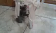 CHARLOTE