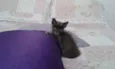 CHARLOTE