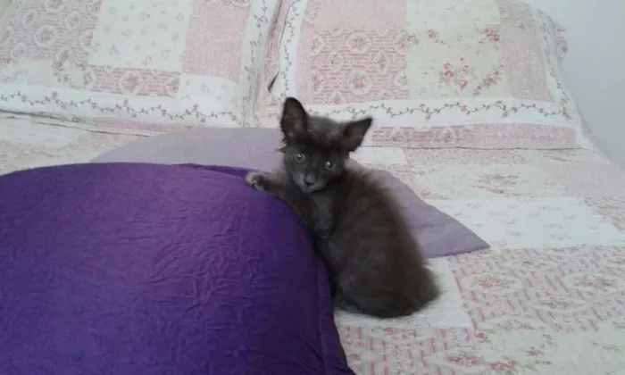 Gato ra a SRD idade Abaixo de 2 meses nome CHARLOTE