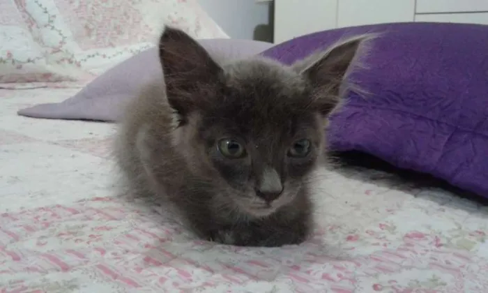 Gato ra a SRD idade Abaixo de 2 meses nome CHARLOTE