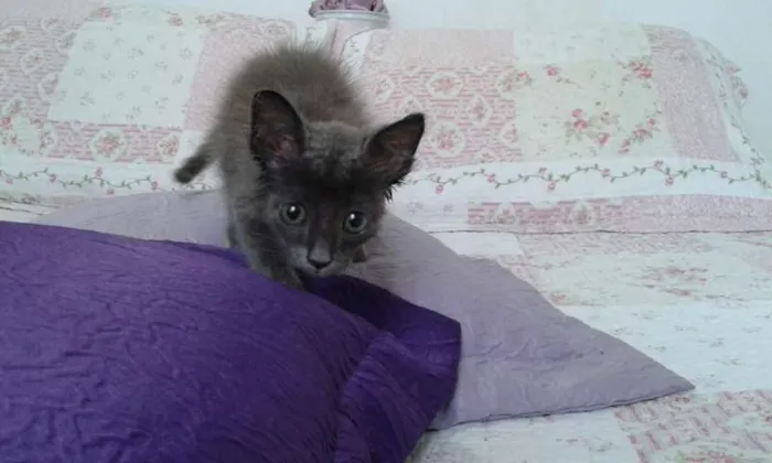 Gato ra a SRD idade Abaixo de 2 meses nome CHARLOTE