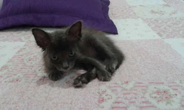Gato ra a SRD idade Abaixo de 2 meses nome CHARLOTE