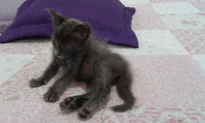 Gato ra a SRD idade Abaixo de 2 meses nome CHARLOTE