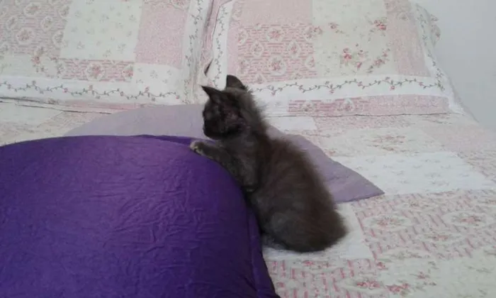 Gato ra a SRD idade Abaixo de 2 meses nome CHARLOTE