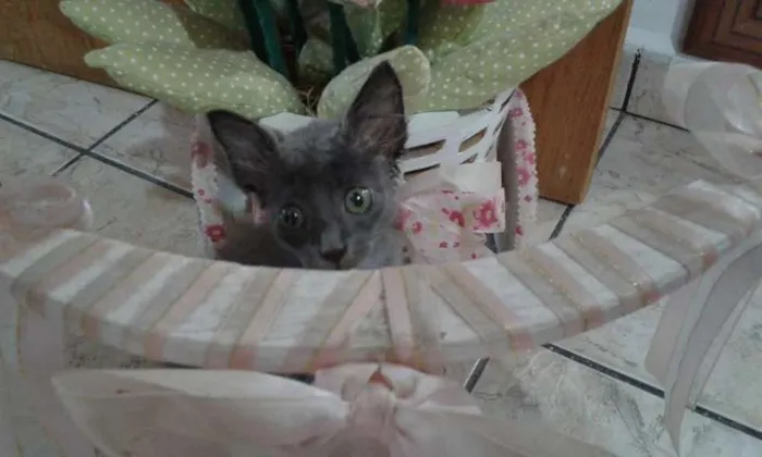 Gato ra a SRD idade Abaixo de 2 meses nome CHARLOTE