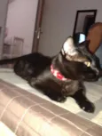 AMORA