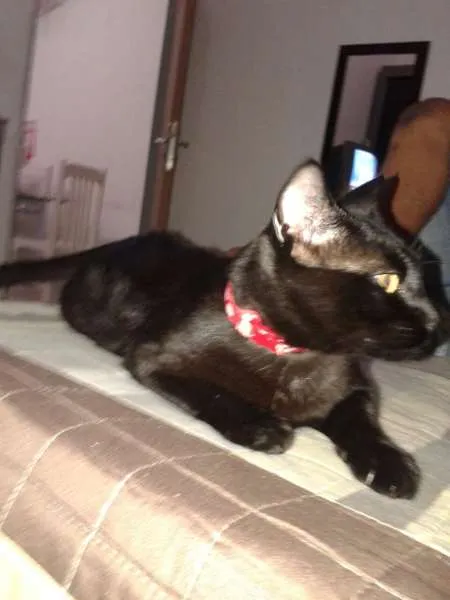 Gato ra a SRD idade 1 ano nome AMORA