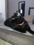 AMORA