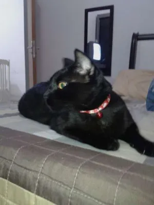 Gato raça SRD idade 1 ano nome AMORA