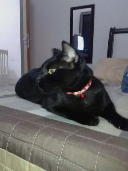 Gato ra a SRD idade 1 ano nome AMORA