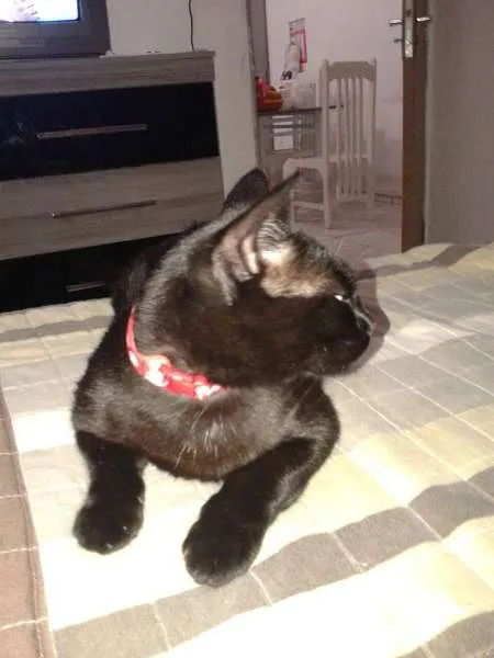 Gato ra a SRD idade 1 ano nome AMORA