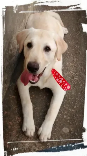 Cachorro raça labrador pedigree idade 1 ano nome shong