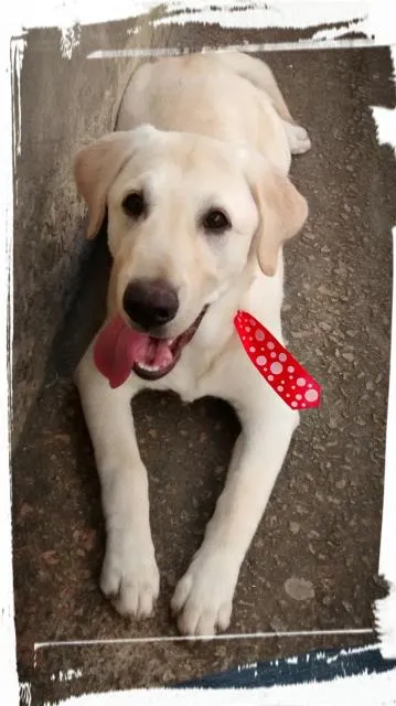 Cachorro ra a labrador pedigree idade 1 ano nome shong