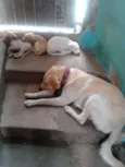 FOFOS
