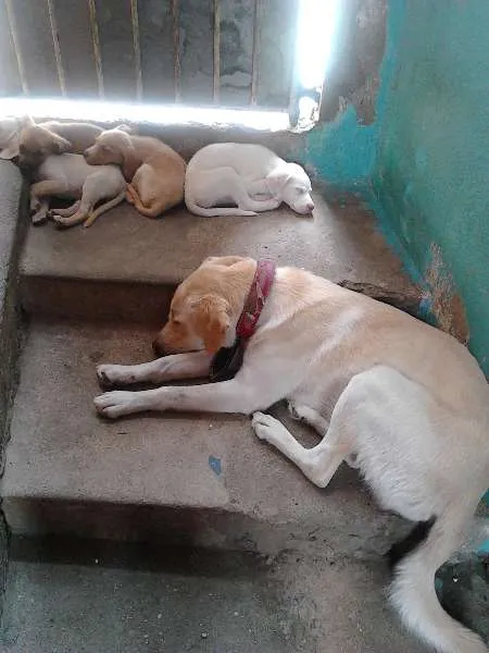 Cachorro raça indefinida idade 2 a 6 meses nome FOFOS
