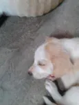 FOFOS