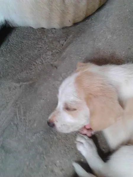 Cachorro raça indefinida idade 2 a 6 meses nome FOFOS