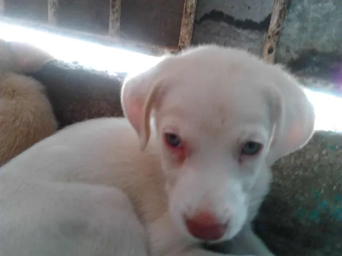 Cachorro raça indefinida idade 2 a 6 meses nome FOFOS