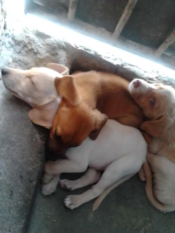 Cachorro raça indefinida idade 2 a 6 meses nome FOFOS